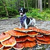 image of happy reishi dog