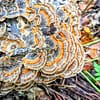 image of turkey tail